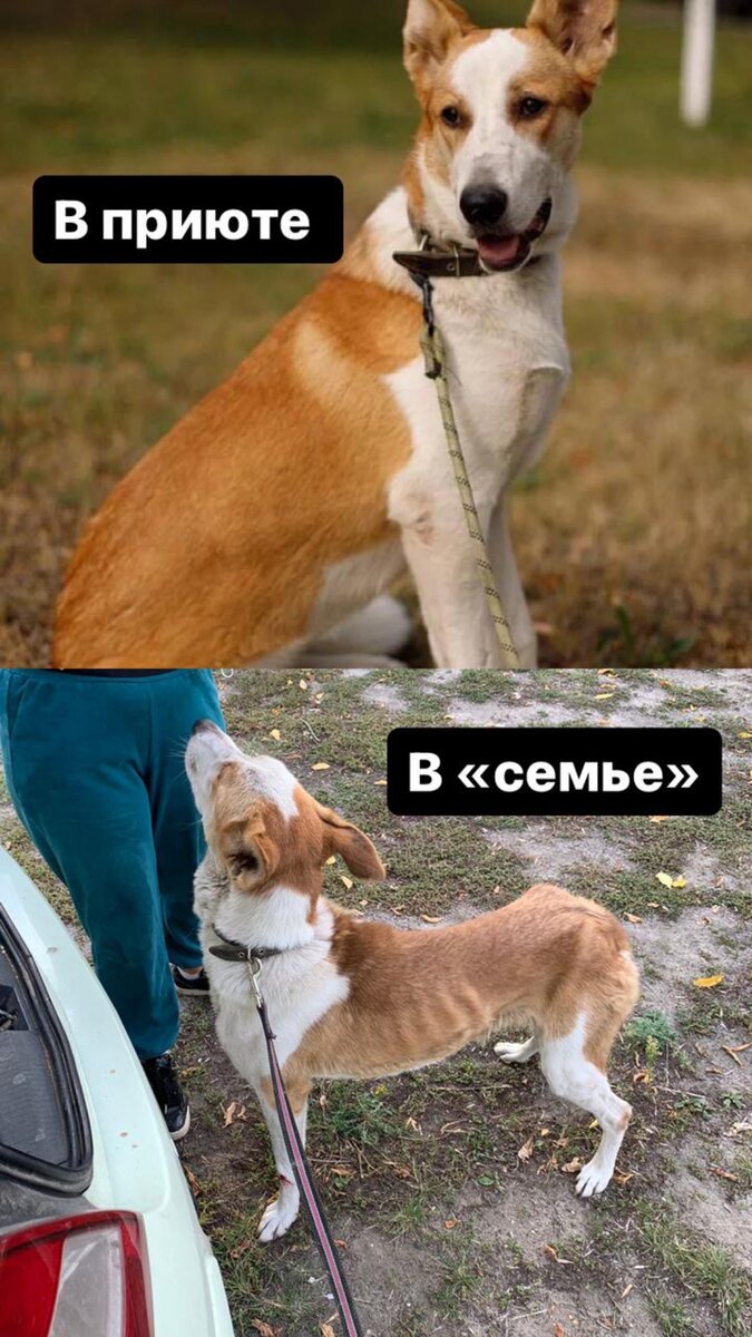 А такой Мона стала после полугода жизни в "семье"... 