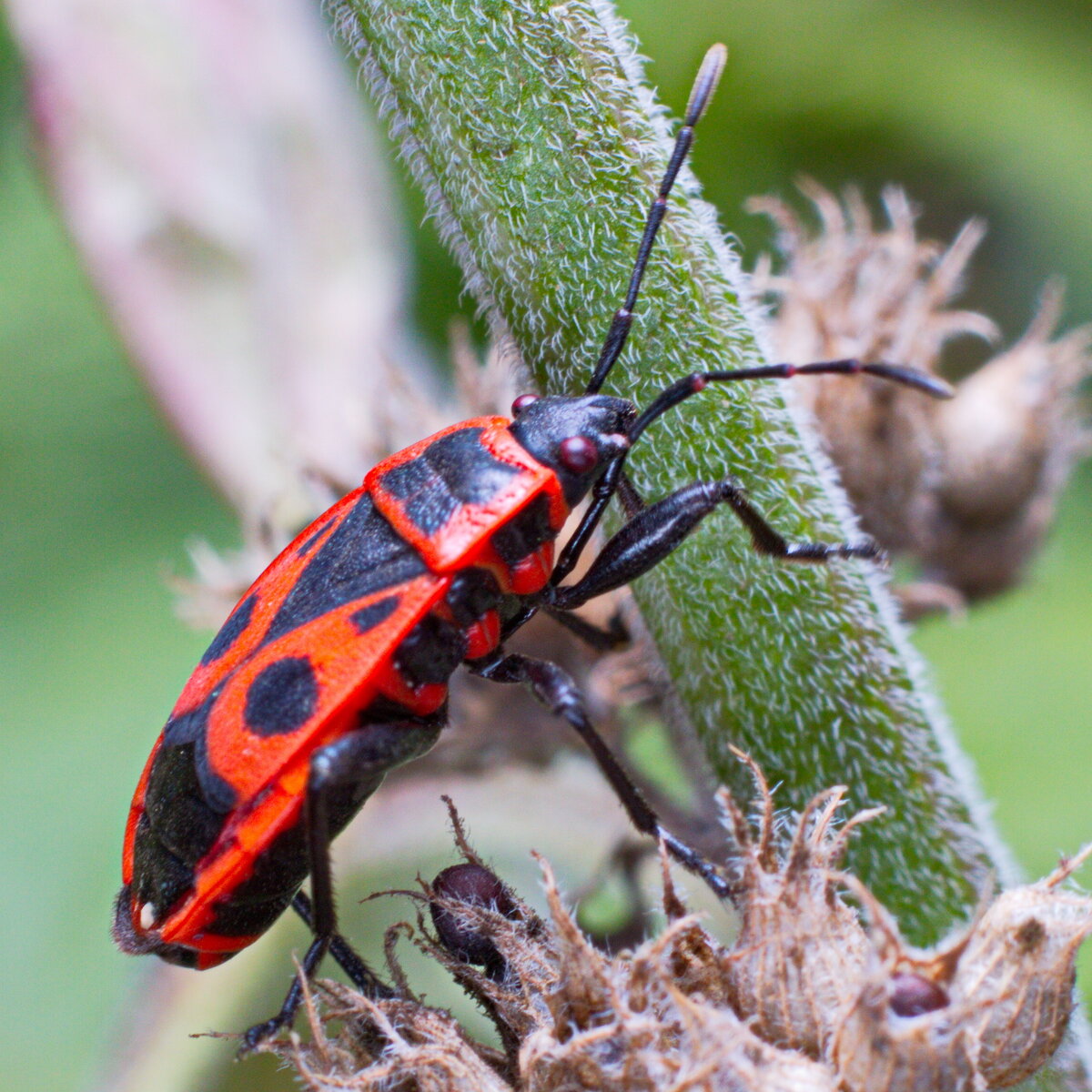 Клоп-солдатик, краснокло́п бескрылый, козачёк, или красный клоп (лат. Pyrrhocoris apterus