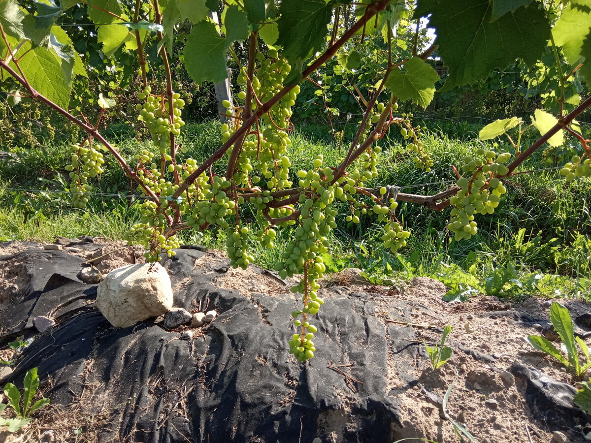 Кш Юпитер. Откряытый грунт , август 2022.