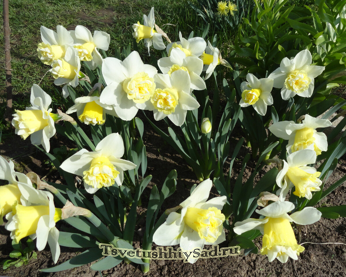 Нарцисс Попай (Popeye)