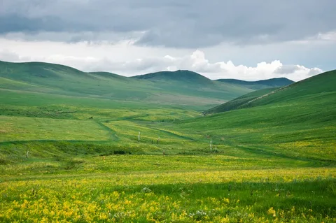 Чудесная  пора, ароматы и колорит красок впечатляет. Забайкалье летом.