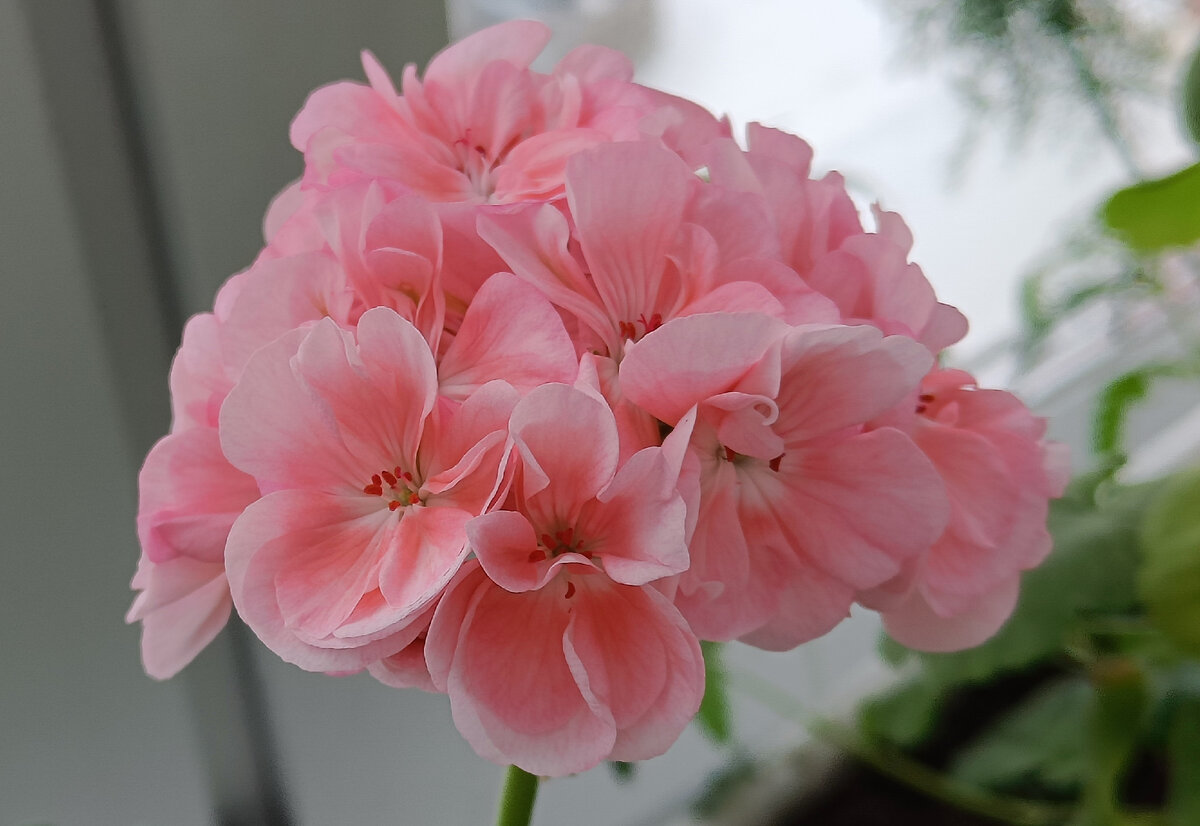 Пеларгония цвет, начиная с января 