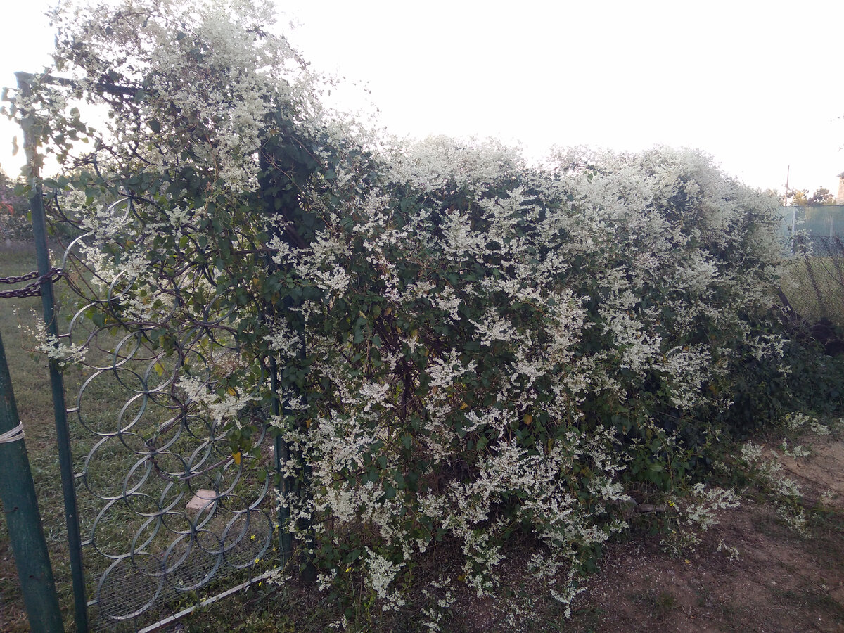 Август 2022 г. Горец.