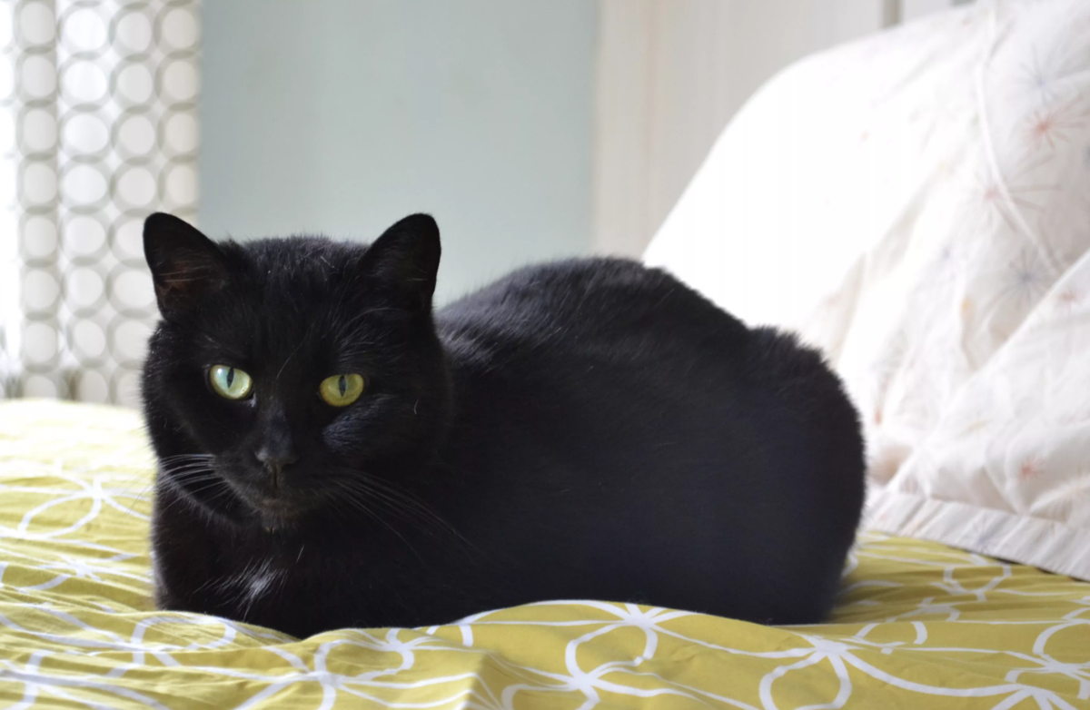 Черная кошка в доме хорошо. Бомбейская кошка длинношерстная. Черная гладкошерстная кошка. Черный сиамский кот. Сиамская кошка черная.