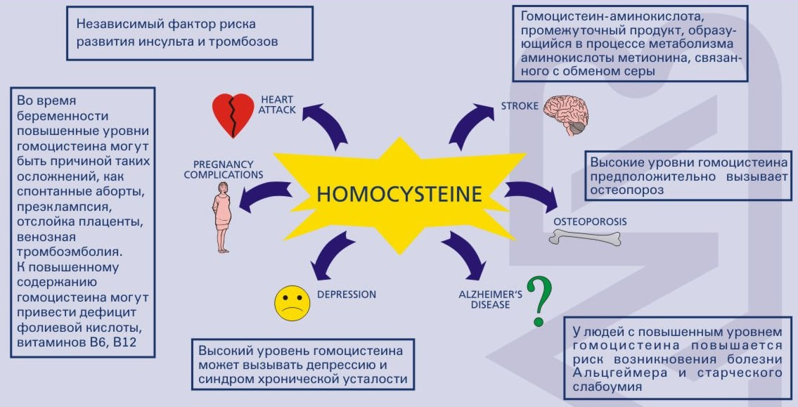 Источник фото: https://lab4u.ru/articles/gomotsistein-marker-serdechno-sosudistogo-zdorovya-/