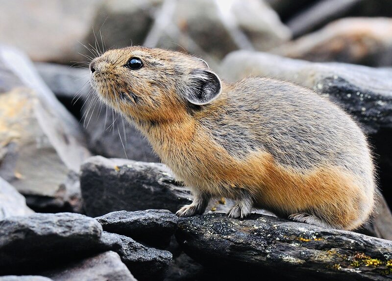Степная пищуха. Пищуха обыкновенная грызун. Водяная полевка arvicola terrestris. Земляная крыса полевка. Грызун обитающий в холодных областях.