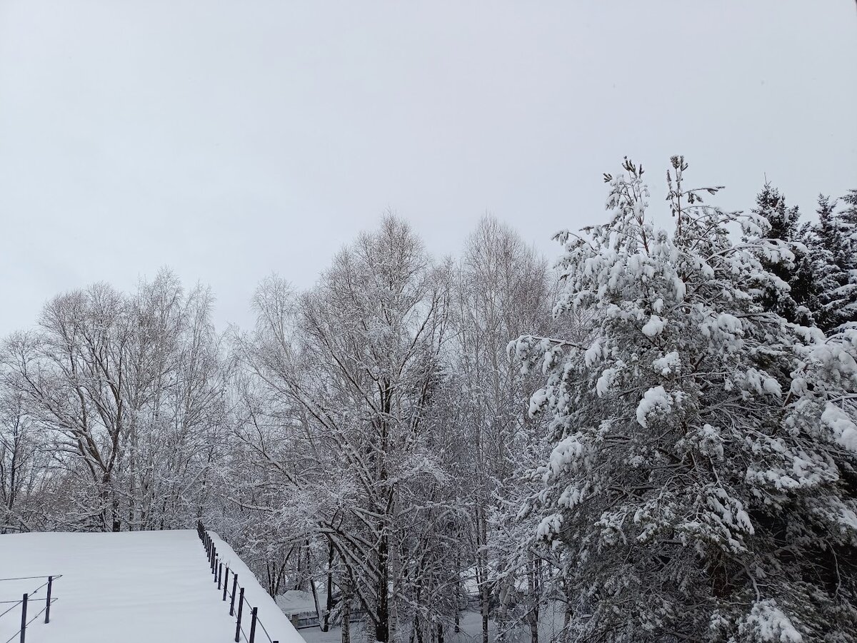 Сфотографировала сегодня утром вид из больничного окна моего кабинета. Красиво