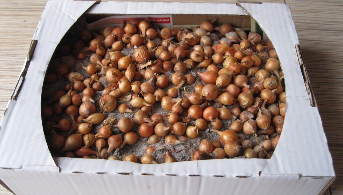 Лук севок в картонной коробке с вентиляцией.