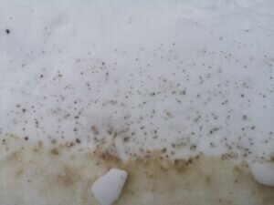 Фото: сообщество «Каждой твари по паре» в «ВКонтакте»