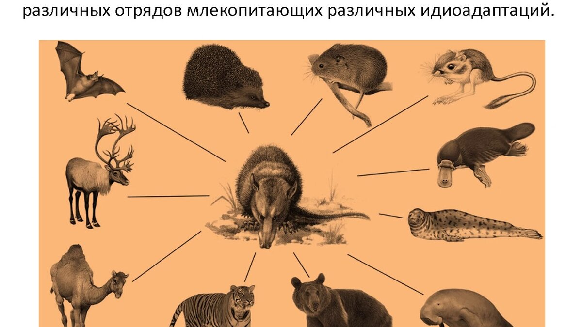 Биологический прогресс презентация