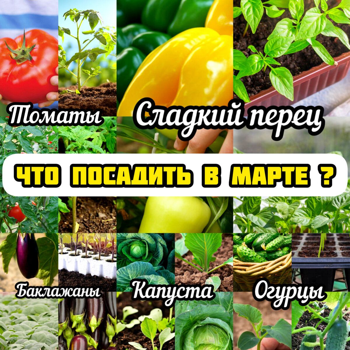 Календарь огородника на март 2023. Календарь посадки рассады. Посадка томатов на рассаду в марте. Посев томатов в марте благоприятные. Благоприятные дни для посадки томатов в марте.