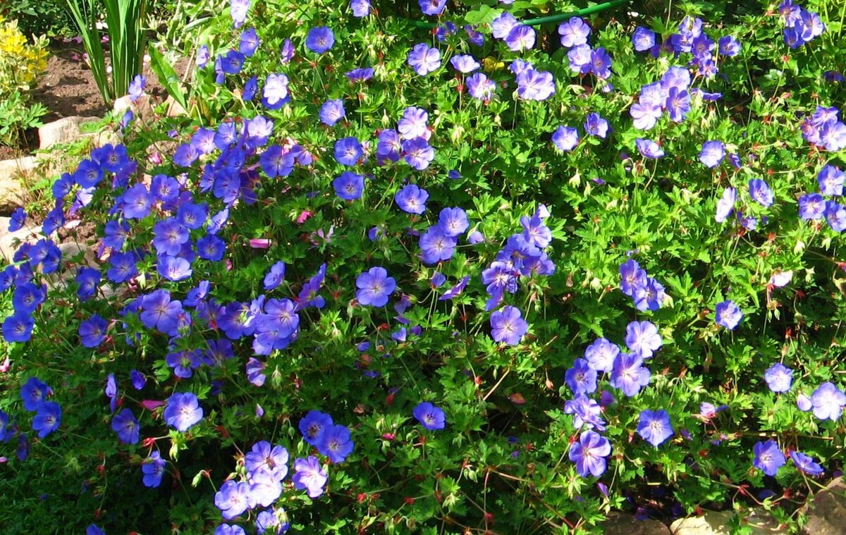 Эти простые многолетники могут стать самыми любимыми вашими цветами ...