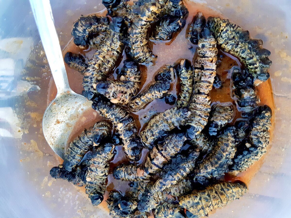 Гусеницы готовы к подаче на стол