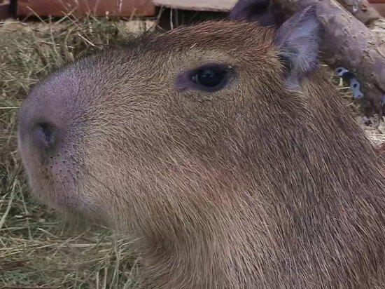     ПРИ РОЖДЕНИИ КАЖДЫЙ ДЕТЕНЫШ ВЕСИЛ ОКОЛО ОДНОГО КИЛОГРАММА. ФОТО: СКРИН ВИДЕО ЛЕНИНГРАДСКОГО ЗООПАРКА.
