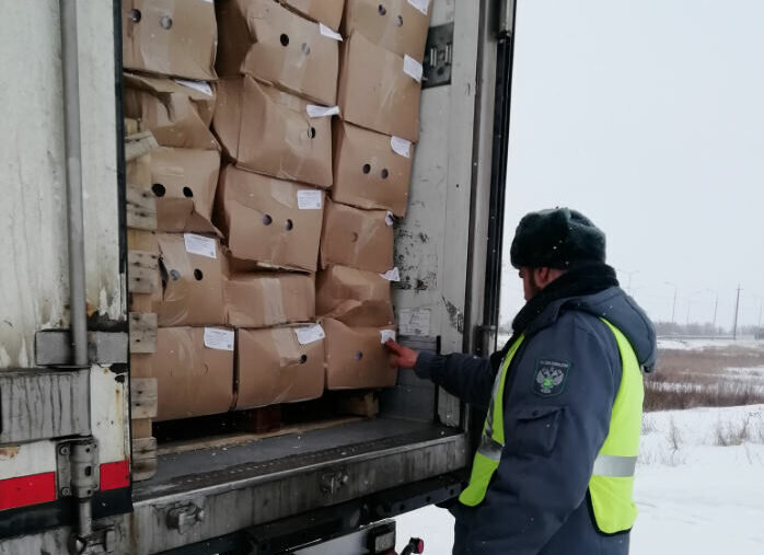    В Оренбуржье пресекли попытку незаконного провоза более 18 тонн куриных лапок Кристина Просвиркина