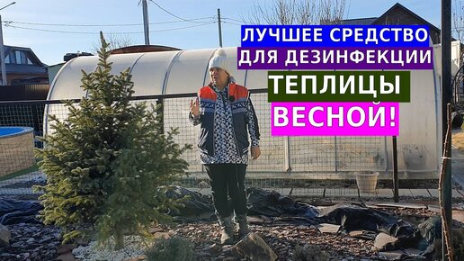 Лучшее средство для дезинфекции теплицы весной