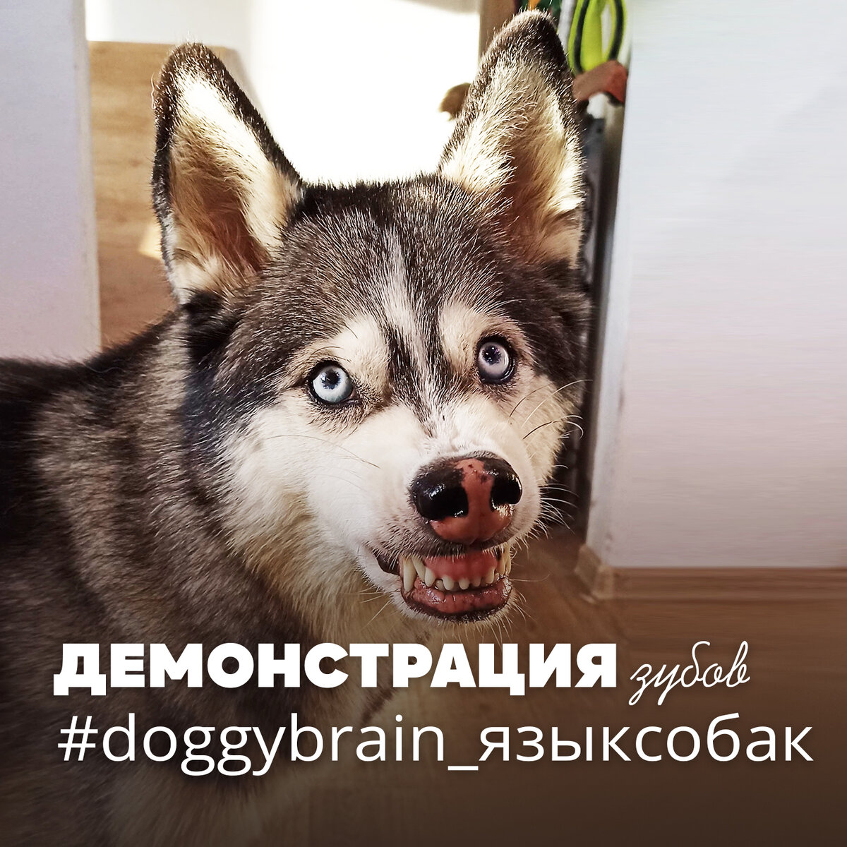 Демонстрация зубов или оскал | Язык собак | Собачка головного мозга - Doggy  Brain | Дзен