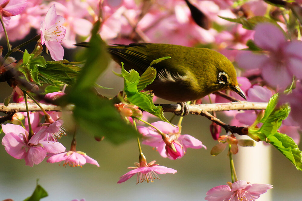    Фото: hitomihcx2/Twitter