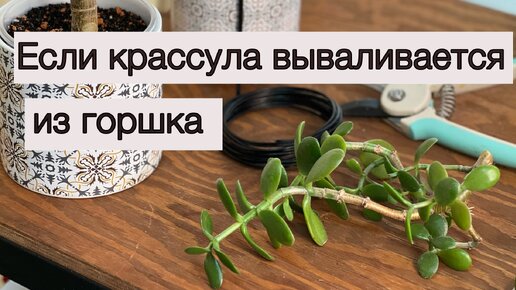 №85. Крассула не держит ветки и вываливается из горшка. Причины и как это исправить.