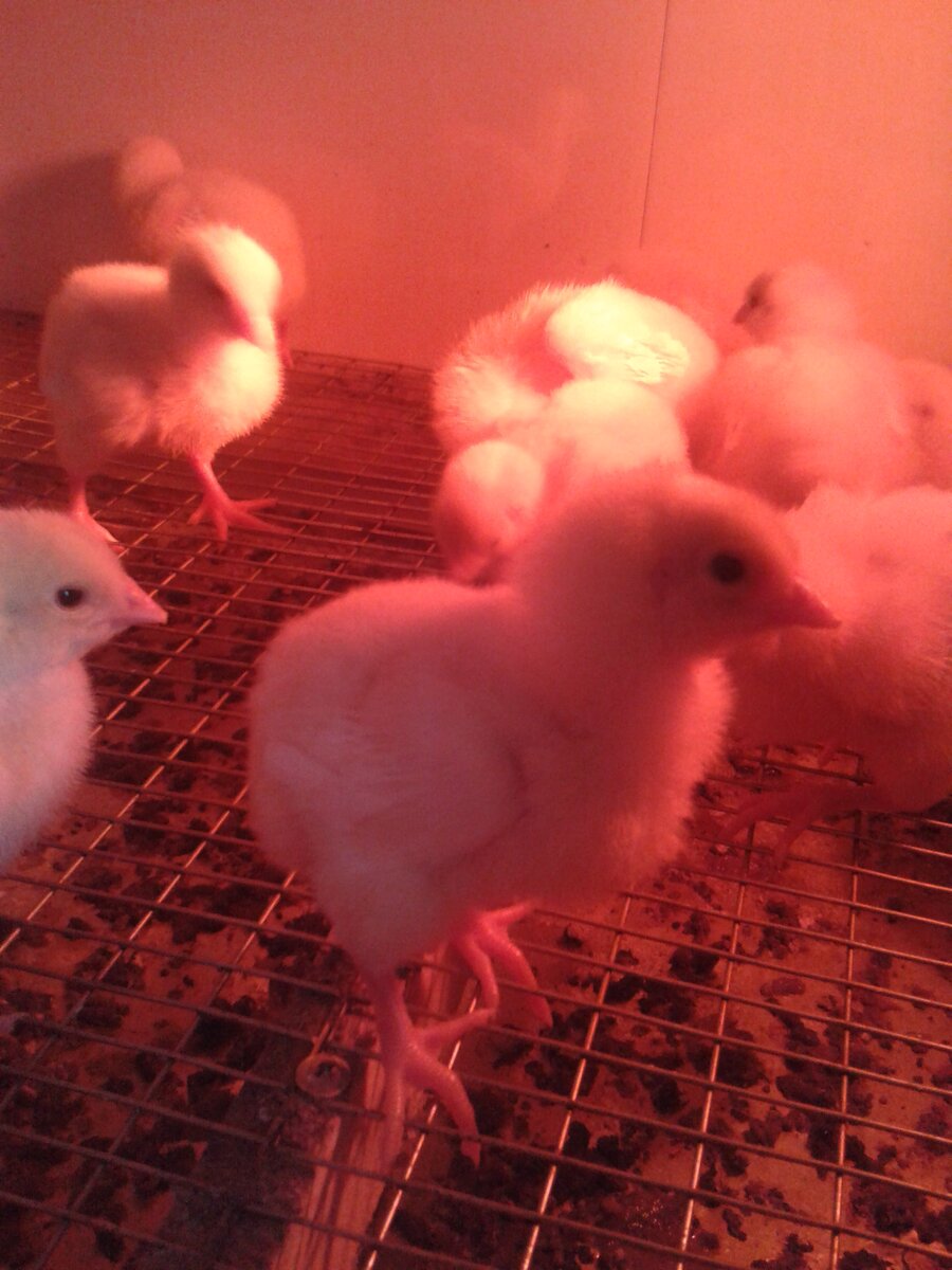 фото автора. Мягкий и не яркий свет, самое то, для цыпленка.