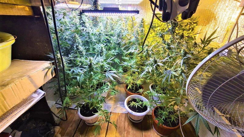    Оранжерея в гараже: житель Мегиона выращивал коноплю