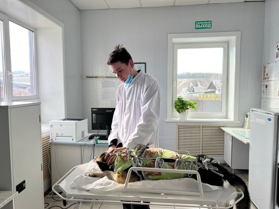     Фото: пресс-служба управления ветеринарии.