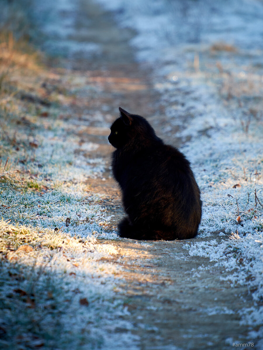 Fujifilm X-T1; Fujifilm Fujinon XF55-200mmF3.5-4.8 R LM OIS; F=200mm (ЭФР=300мм); f/4.8; 1/120; ISO 200