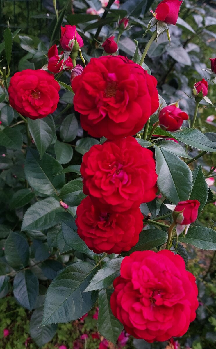 Бордо. Флорибунда.