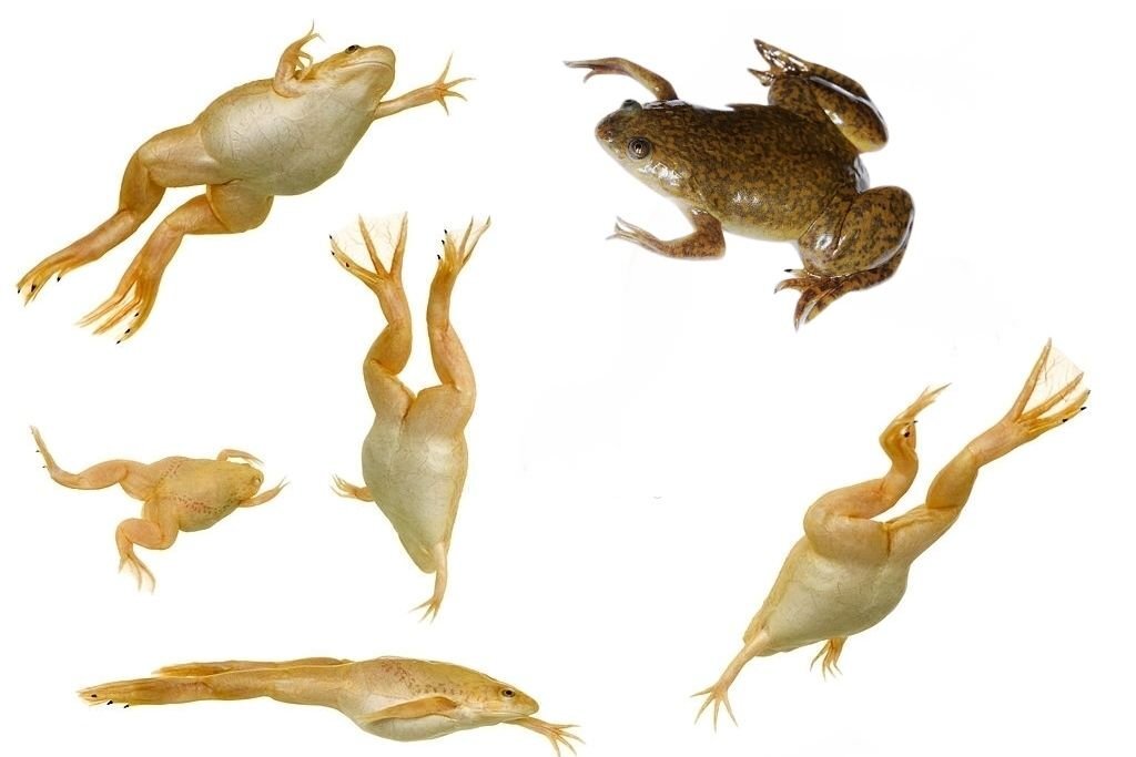 Лягушка шпорцевая (Xenopus laevis) купить по выгодной цене в интернет-магазине цветы-шары-ульяновск.рф