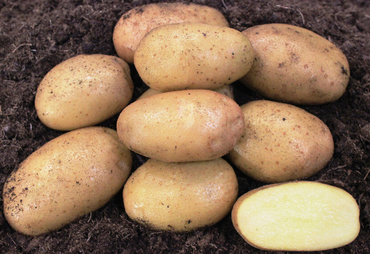 Картофель ариэль фото. Сорт картошки Ариэль. Картофель ранний Ариель. Картофель семенной среднеранний Ариэль. Засухоустойчивые сорта картофеля.