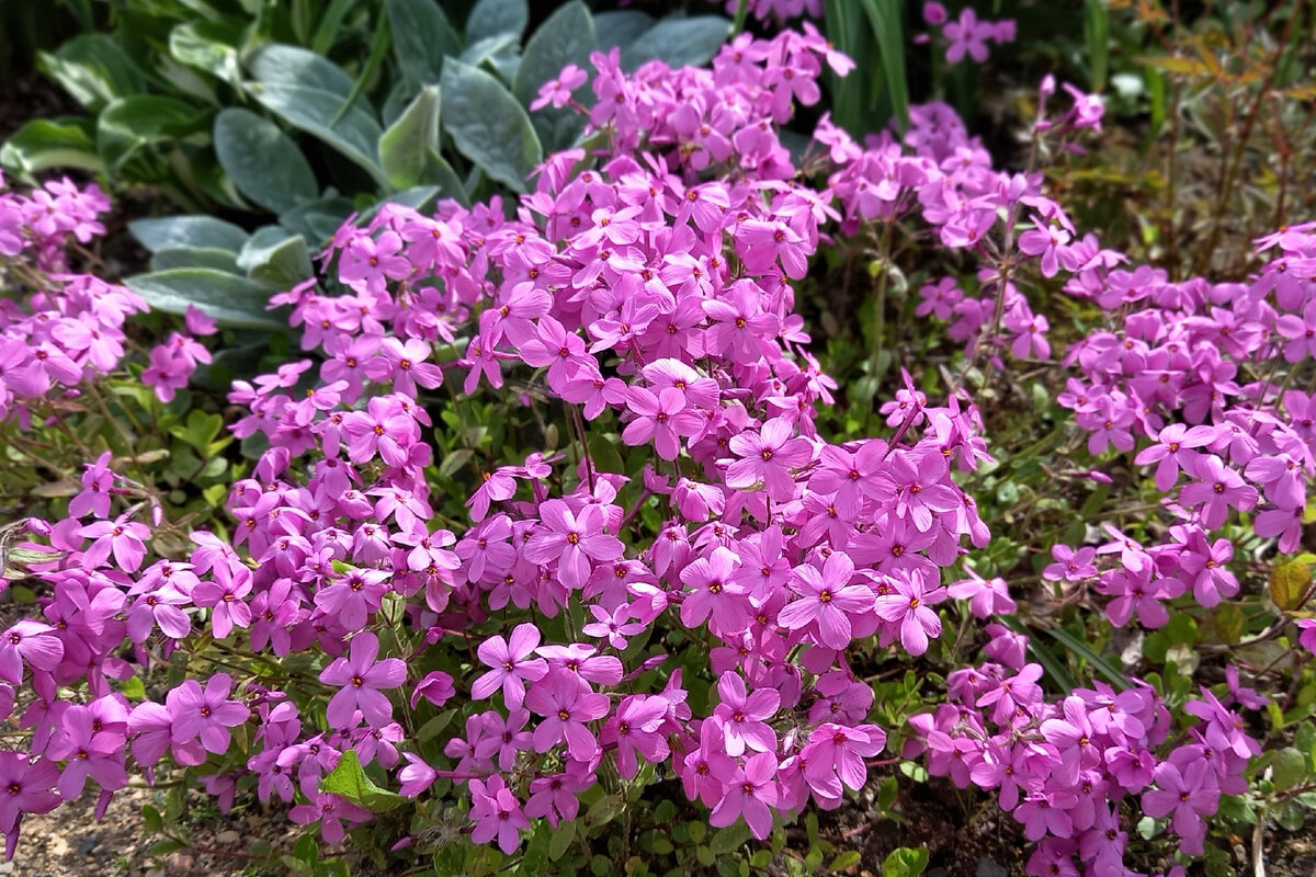 Фотка июньская. Потому что все три вида флоксов начинают цвести в мае, а заканчивают в июне. Больше трех недель цветут!