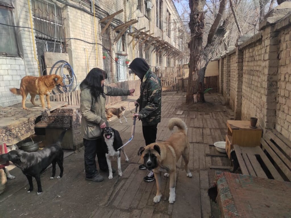     Волжская НКО «Мы вместе» поможет решить вопрос бесконтрольного размножения бездомных собак
