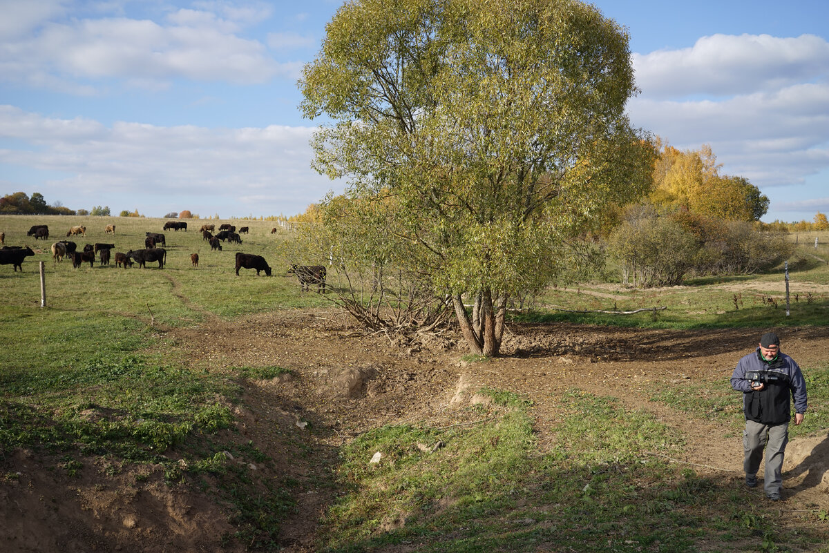 Смоленская область, деревня Цинеево; целый день ходили за коровами, быками и их детьми.