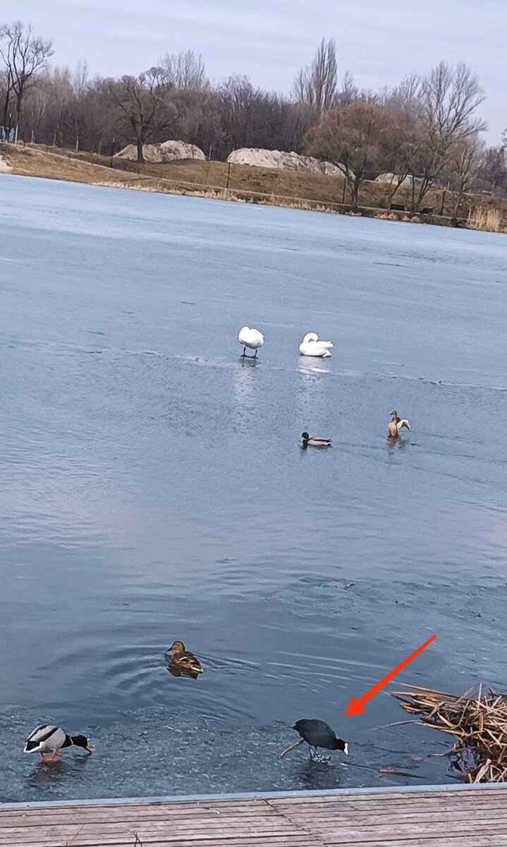 Обнаружен новый обитатель
