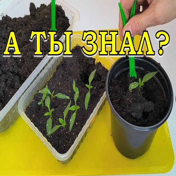 рассада. примула пикировка рассады. рассада петунии и лобелии. алгоритм посадки семян на рассаду. как сажать рассаду для новичков.