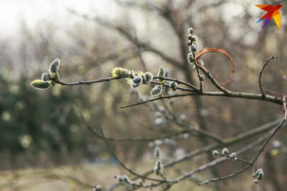     Узнали, что можно и нельзя делать 21 марта, когда отмечают Вербоносицу. Юлия Хвощ