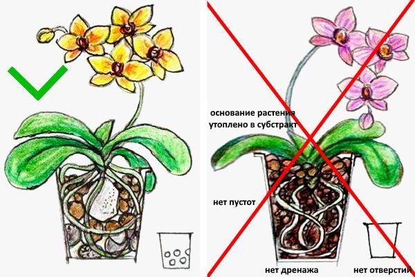 Как вырастить орхидею из семян в домашних условиях