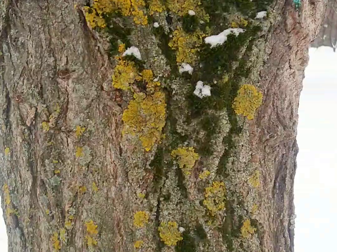 Здесь живут тихоходки