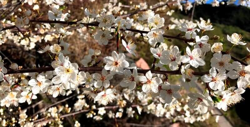 Цветение урюка