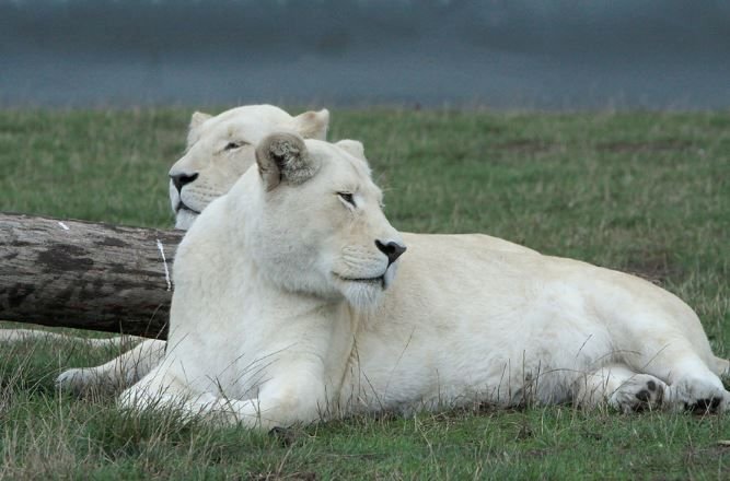      Очень долго считалось, что белый лев – всего лишь плод воображения африканских народов.