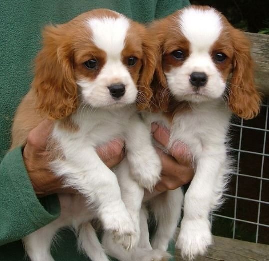      Щенки Кавалер Кинг Чарльз спаниель