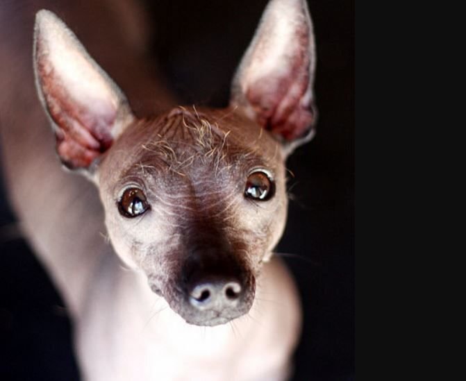      Ксолоитцкуинтли или Мексиканская голая собака — одна из древнейших собак