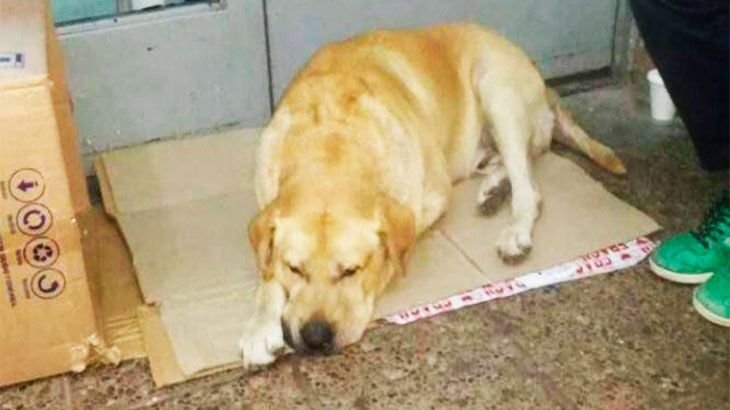      Медперсонал принесли коробку для лабрадора