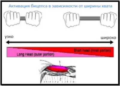Картинка 1. Активация бицепса при разном хвате.