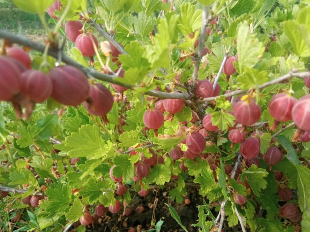 Что нужно сделать с крыжовником весной, чтобы он ничем не болел и далобильный урожай крупных, вкусных ягод