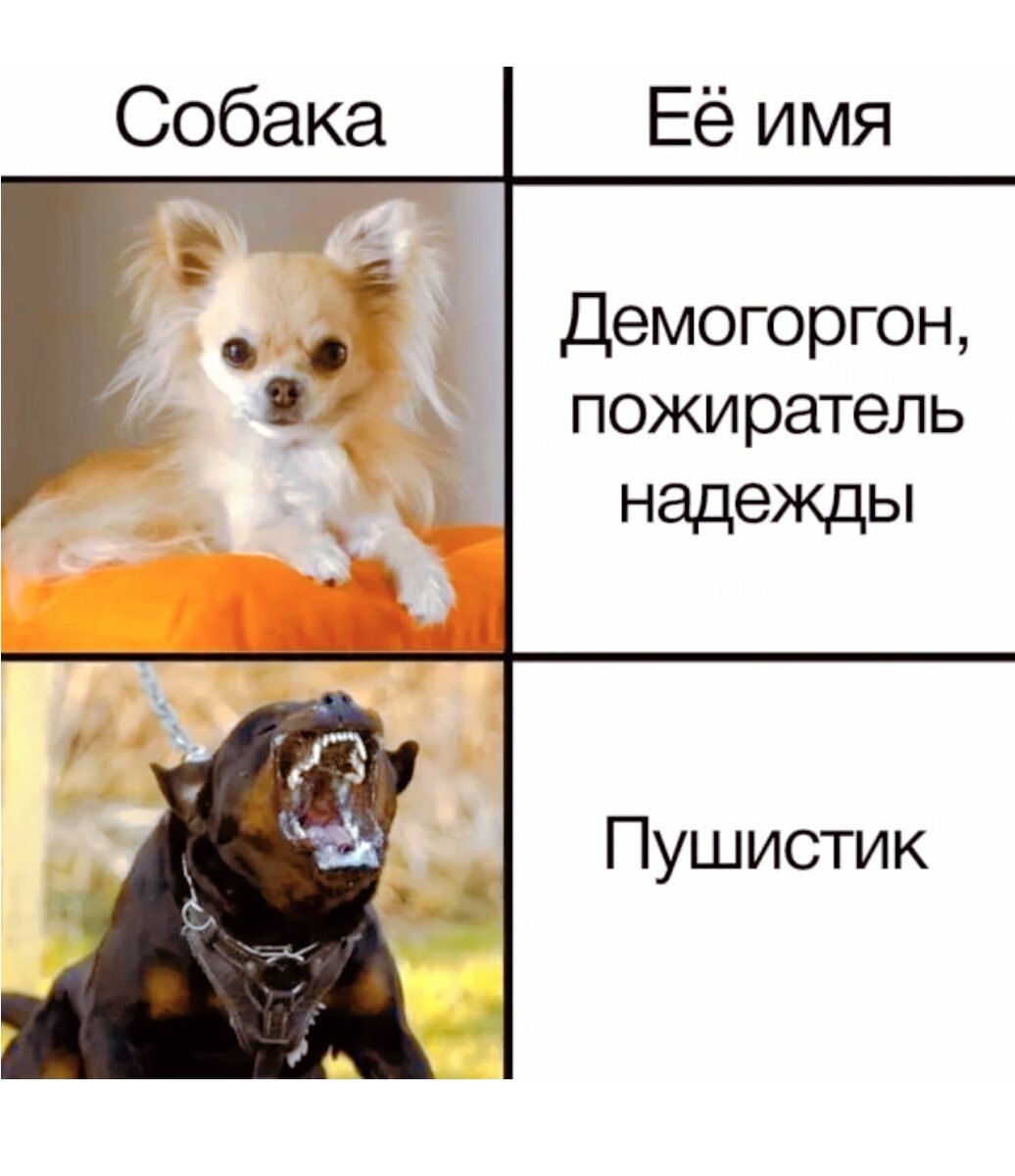 Новый мемы про собак и про людей