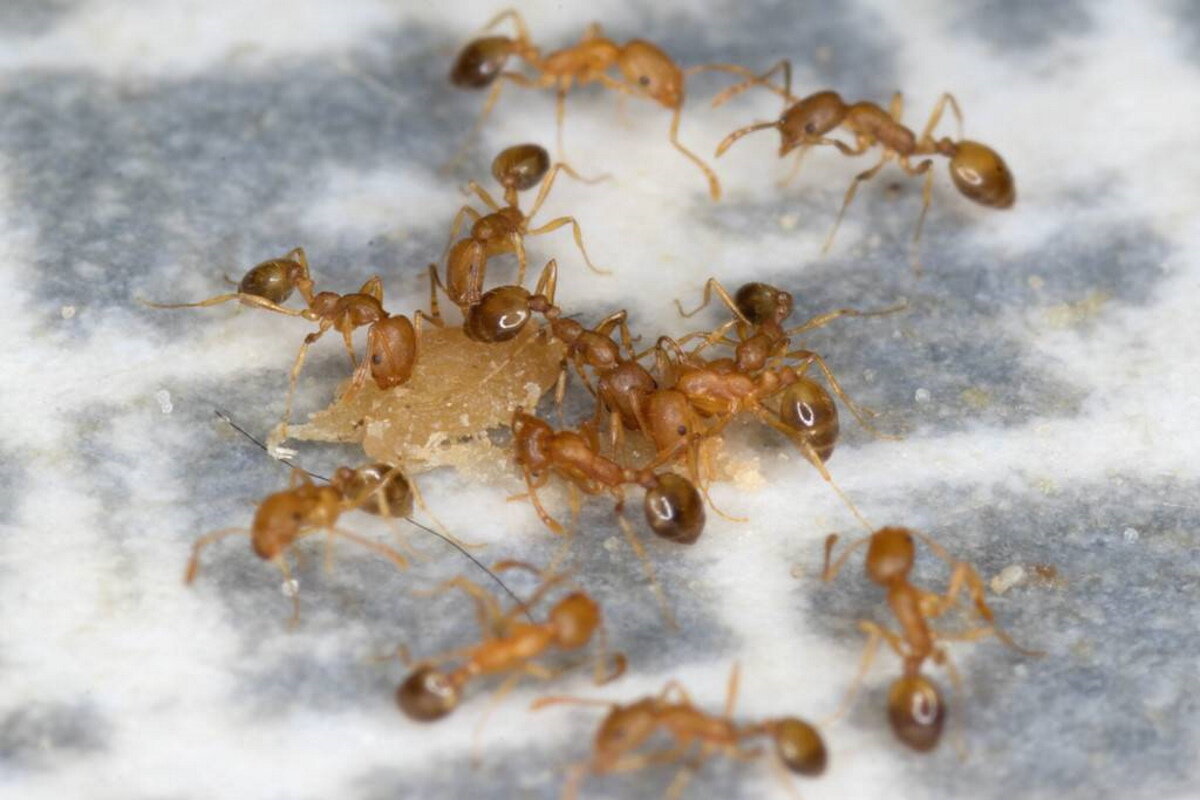 Как избавиться от муравьев в частном доме: эффективные способы