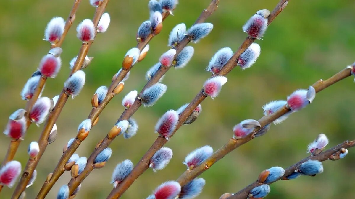 Последняя Седмица Великого поста обладает большим списком традиций. Фото: pxhere.com