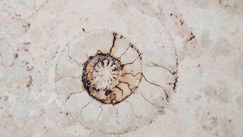 Палеонтологическая где можно увидеть окаменелости, прогулка: 11 мест в петербурге.