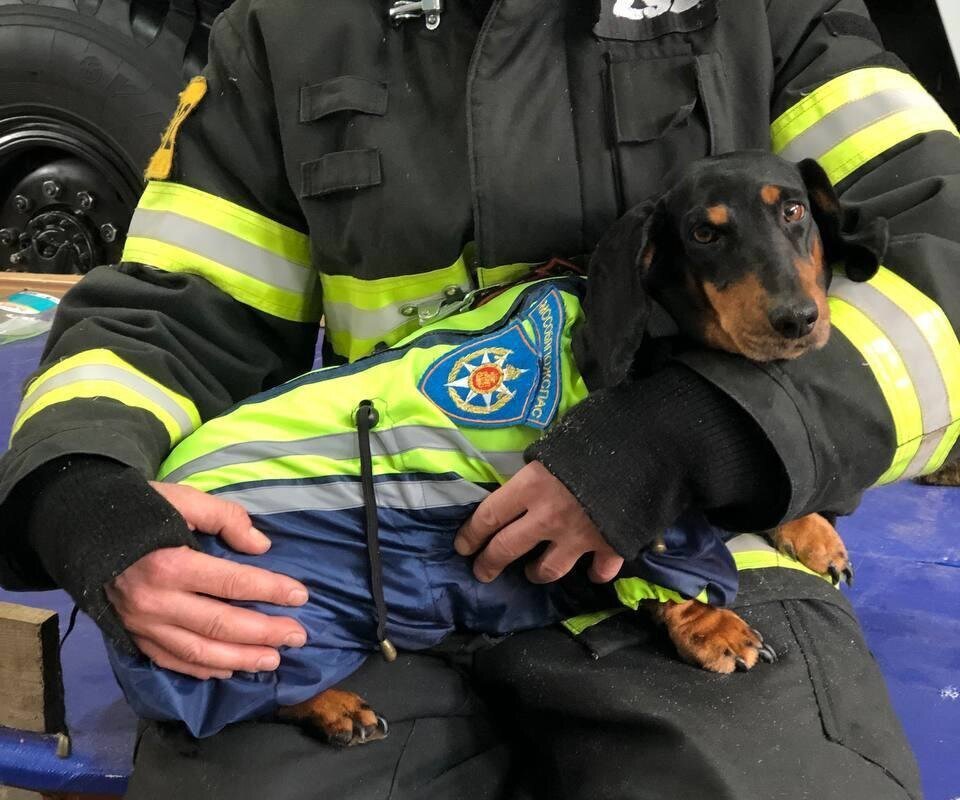     Познакомьтесь с таксой Симоной — она уже 10 лет работает вместе с подмосковными пожарными, а теперь ее посвятили в спасатели